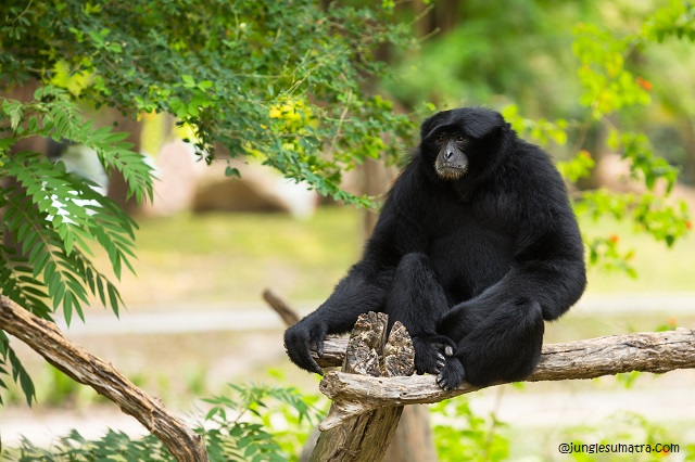 Facts About Siamang Gibbon