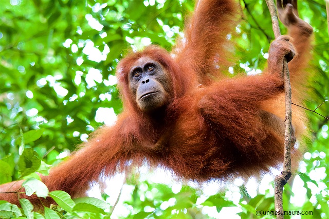 A Day Trip Sumatran Orangutan