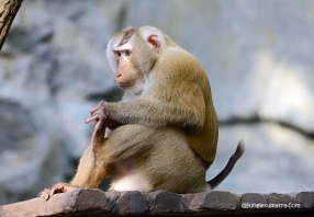 Pig-Tailed Macaque (Macaca Nemestrina)
