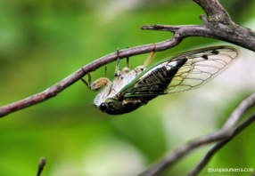 Interesting facts about Cicada