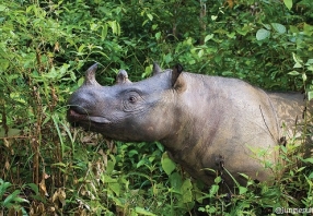 Facts About Sumatran Rhinos