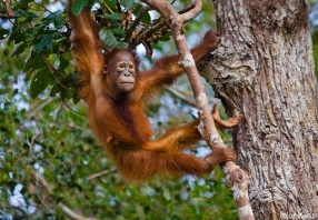 Rehabilitation Orangutan Bukit Lawang Since 1973