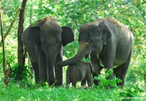 Amazing Facts About the Sumatran Elephant