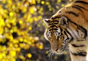 12 Amazing Things Of Sumatran Tigers
