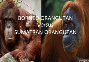 Differences Borneo and Sumatran Orangutan