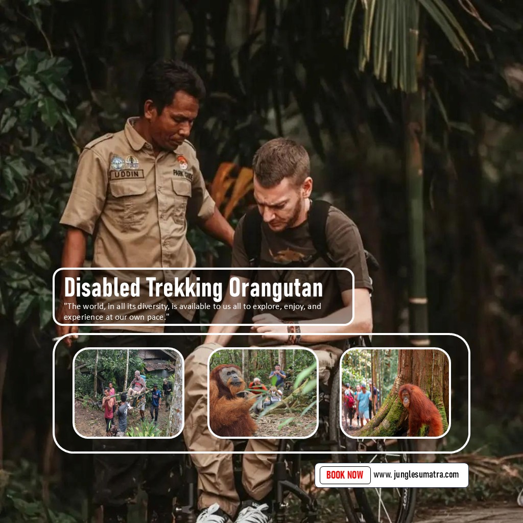 Disabled Trekking Orangutan