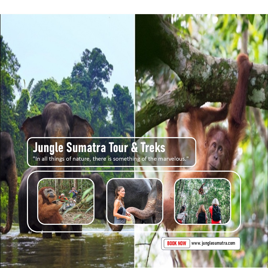 4 Days Tour Elephant and Orangutan