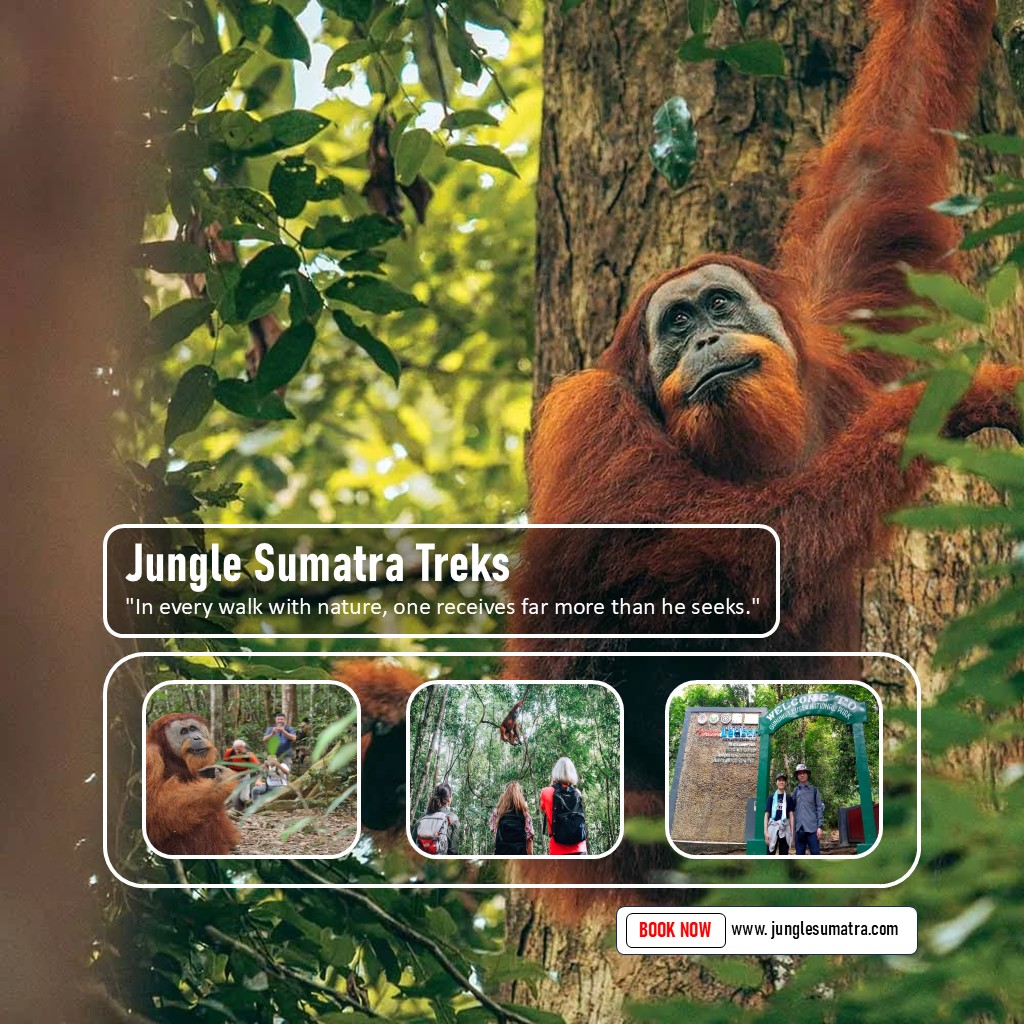1 Day Jungle Trekking in Sumatra