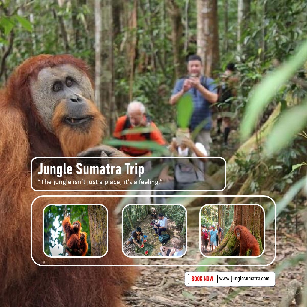 Day Trip Orangutan From Medan