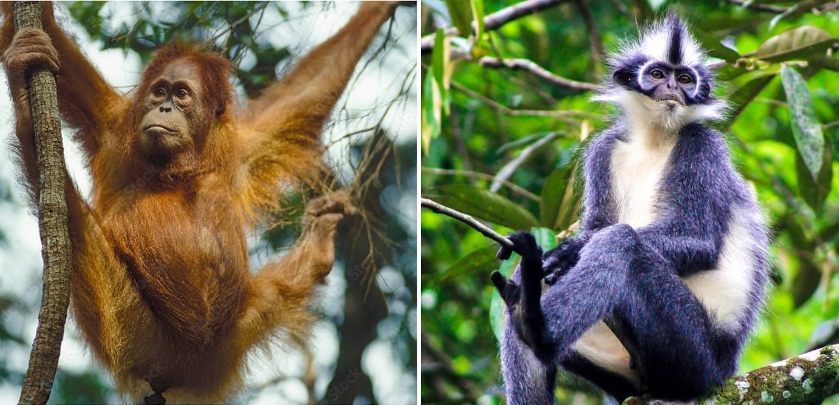 3 Days Tour Bukit Lawang Orangutan Trekking