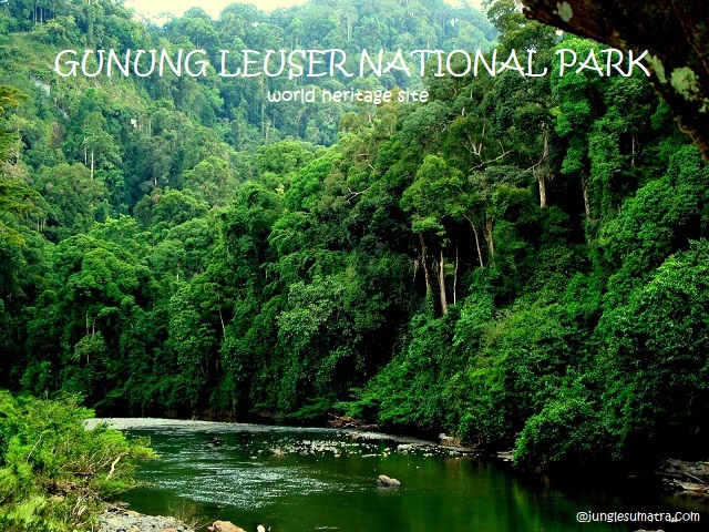 Gunung Leuser National Park North Sumatra Indonesia
