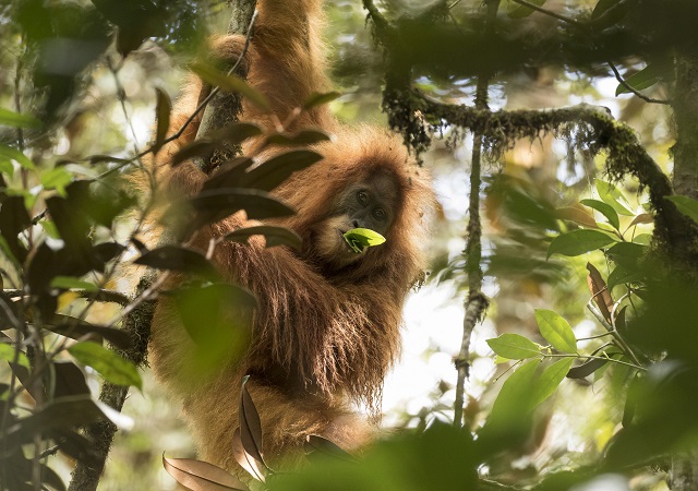 New Species of Orangutan (Orangutan Tapanuliensis)