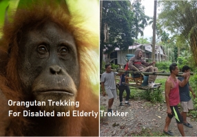 Orangutan Trekking for Disabled and Elderly Trekker