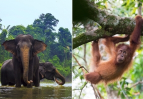 4 Days Tour Elephant and Orangutan