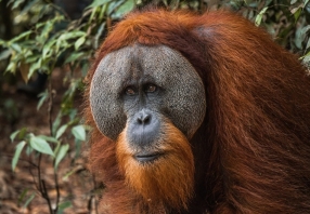 1 Day Tours Orangutan